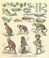 Teoría moderna de la evolución humana. Ilustración que interpreta la teoria de Darwin sobre el concepto evolutivo de la humanidad. Ernst Haeckel, 1874.